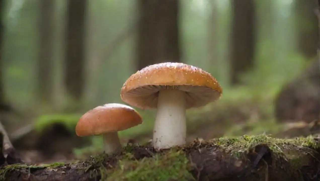 Mecanismos de toxicidad en los hongos de Toxicidad de hongos peligrosos: Investigación exhaustiva