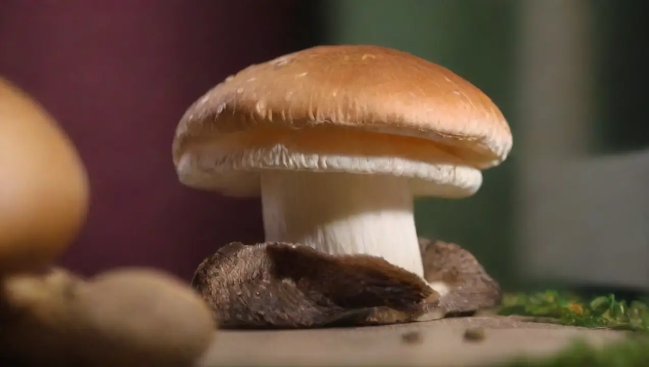 Hongos comestibles y salud mental de Cómo afectan los hongos al estrés y la ansiedad