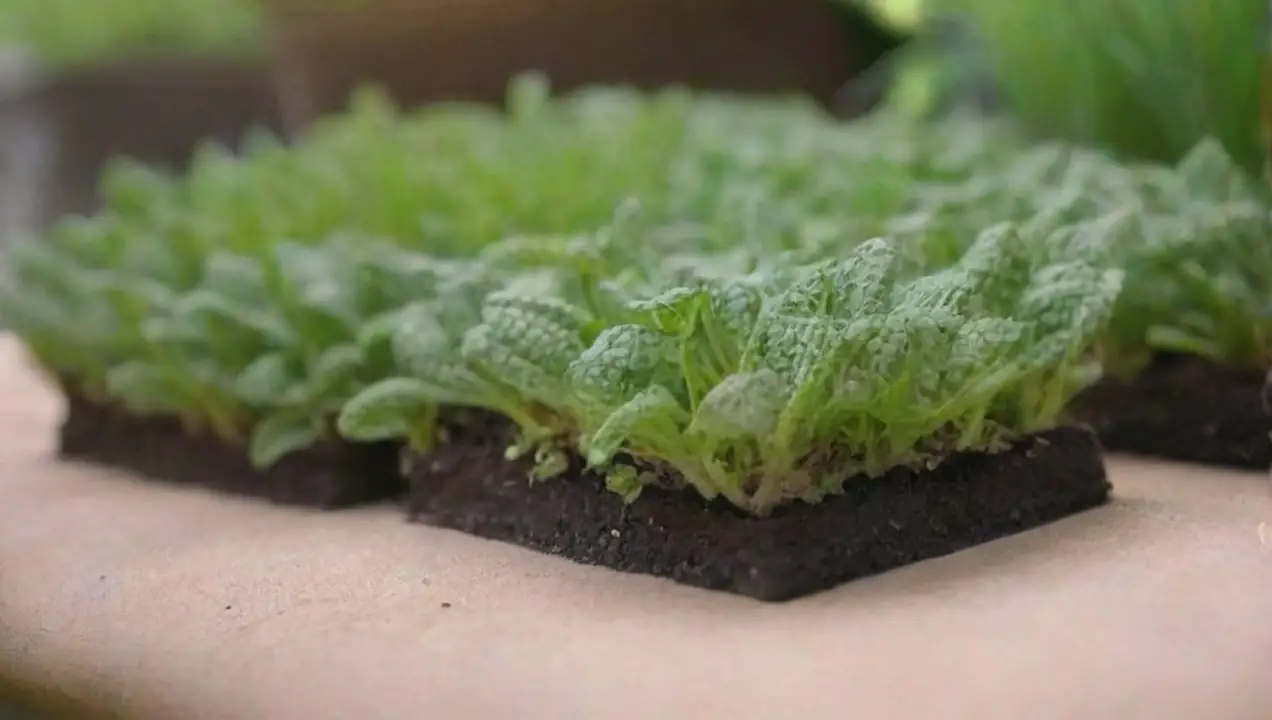 Factores a considerar al elegir el sustrato de Sustrato ideal para principiantes en jardinería: fácil manejo