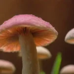 Uso de la retroalimentación para mejorar productos de hongos