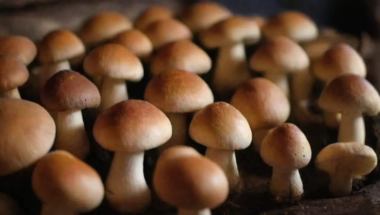 Recolección y selección de hongos autóctonos de Requieren los hongos autóctonos un almacenamiento especial