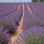 Campos de lavanda
