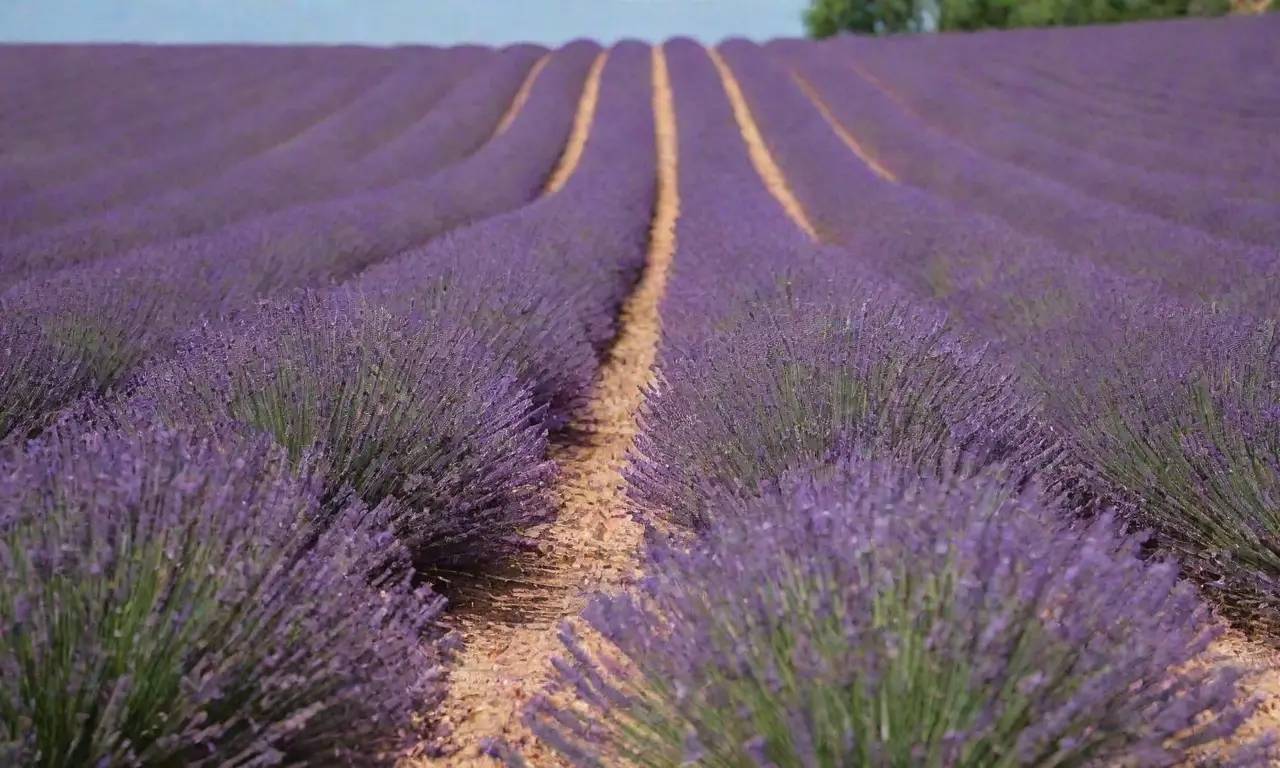 Campos de lavanda