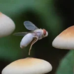 Cómo identificar la mosca blanca en cultivos de hongos
