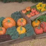 Cuáles son los signos de madurez en frutas y verduras de otoño