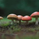 Investigaciones sobre hongos en la agricultura regenerativa