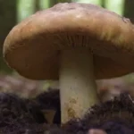Importancia de recolectar hongos de fuentes sostenibles