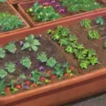 Cuál es la función del calcio en la nutrición de las plantas en huertos
