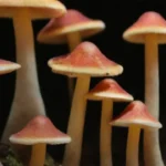 Técnicas efectivas de conservación de hongos: métodos y tips
