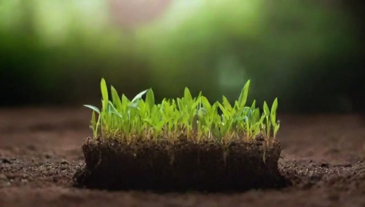 Impacto de los contaminantes en el crecimiento de las plantas de Influencia de la calidad del agua en sustrato y crecimiento de plantas
