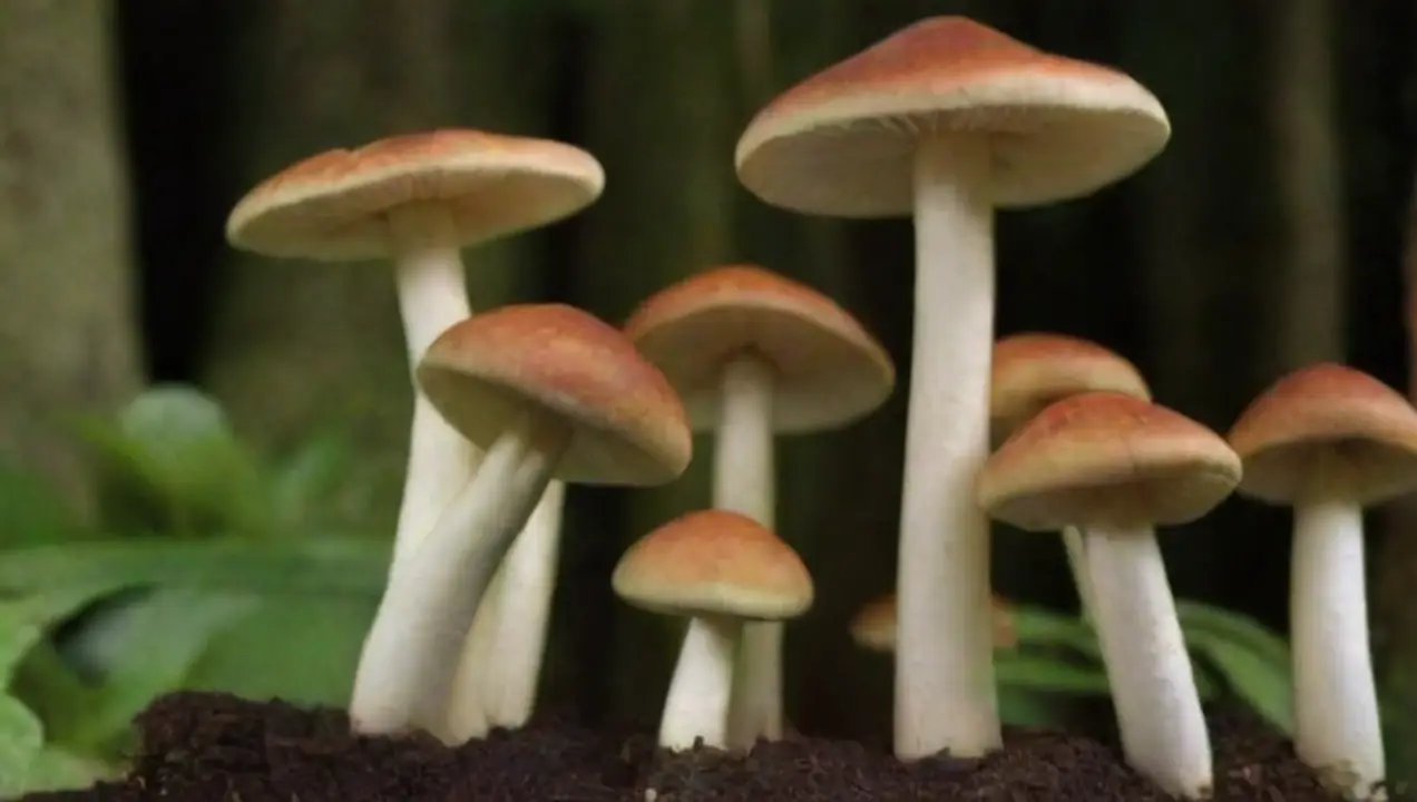 Tipos de biocombustibles producidos por hongos de Hongos: Innovadora fuente de biocombustibles sostenibles