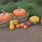 Qué hacer con los residuos vegetales tras la cosecha de otoño
