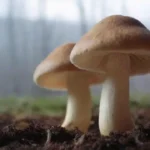 Cómo adaptar el cultivo de hongos a climas extremos
