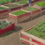 Cosecha y almacenamiento de legumbres: Best practices para todos