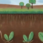 Qué roles juegan los nematodos en la protección de cultivos