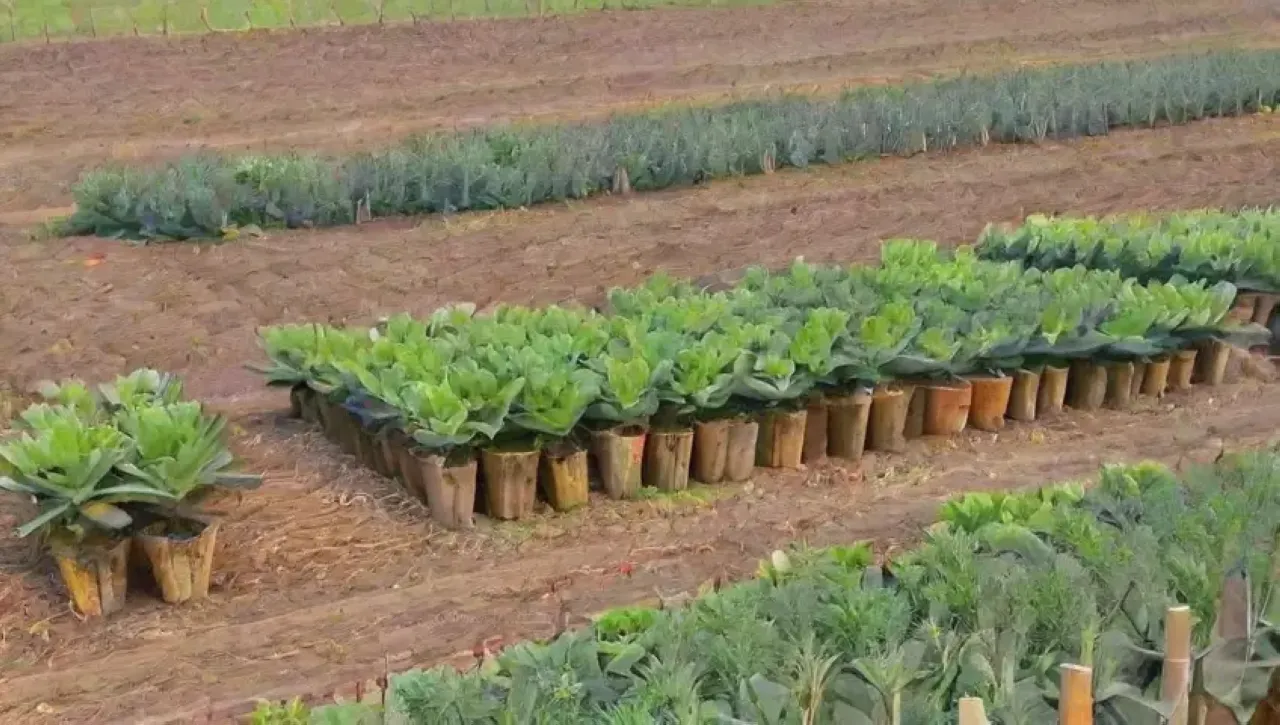 Un campo vibrante de alcachofas florece bajo un cielo azul, rodeado de montañas y vida silvestre