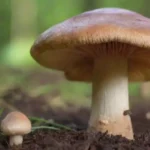 El papel de los hongos en la agricultura sostenible