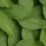 Fondo de hojas verdes con instrucciones de compostaje