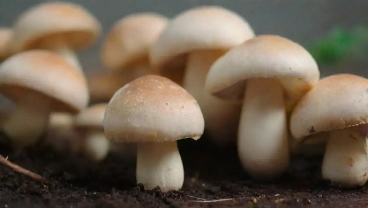 Técnicas de blanqueo para hongos de Mejores técnicas de blanqueo para hongos antes de congelar